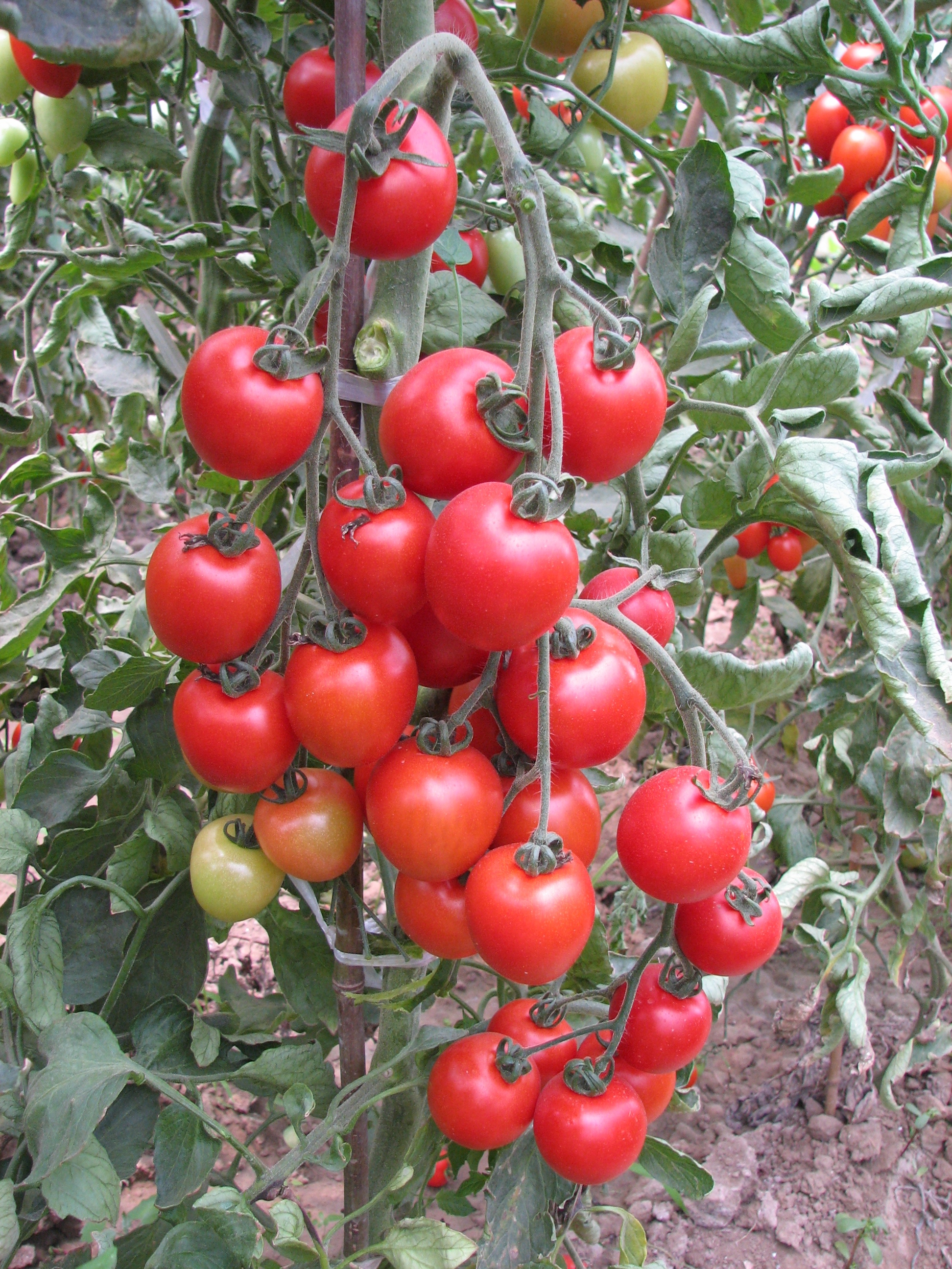 番茄新品种—冀东系列