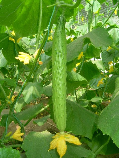 黄瓜新品种—绿岛系列
